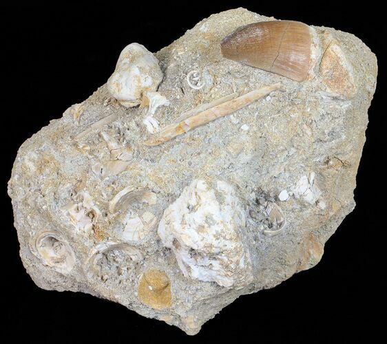 Mosasaur Tooth In Rock With Other Fossils #57659